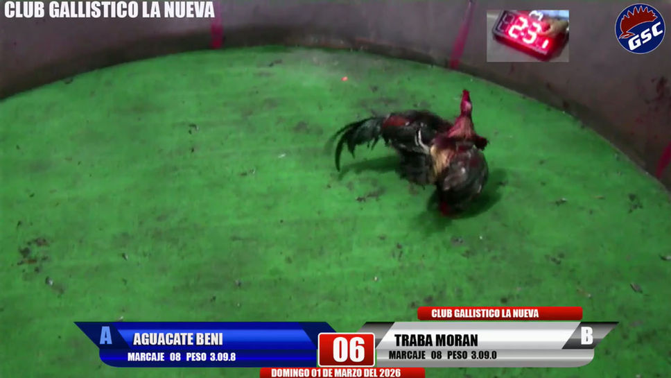 Mi transmisión en vivo